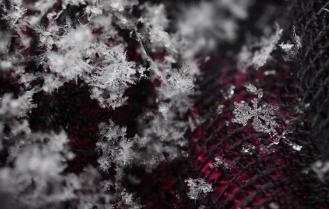 Winter white macro