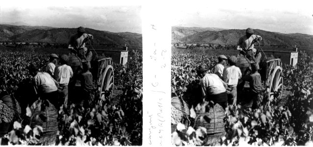 Carregant el carro amb raïm