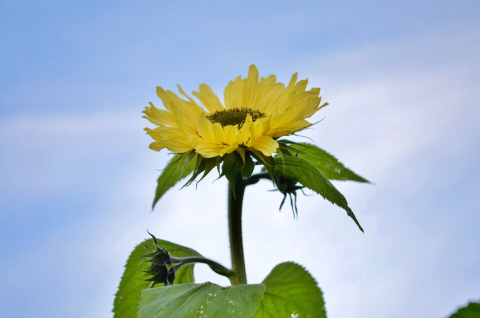 Floral summer natural photo