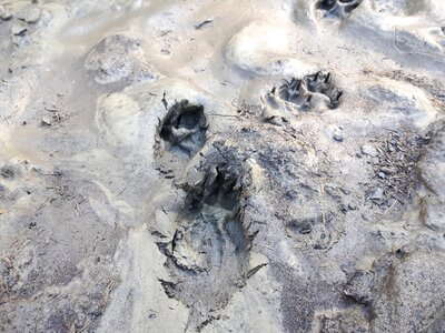 Fox dog claws