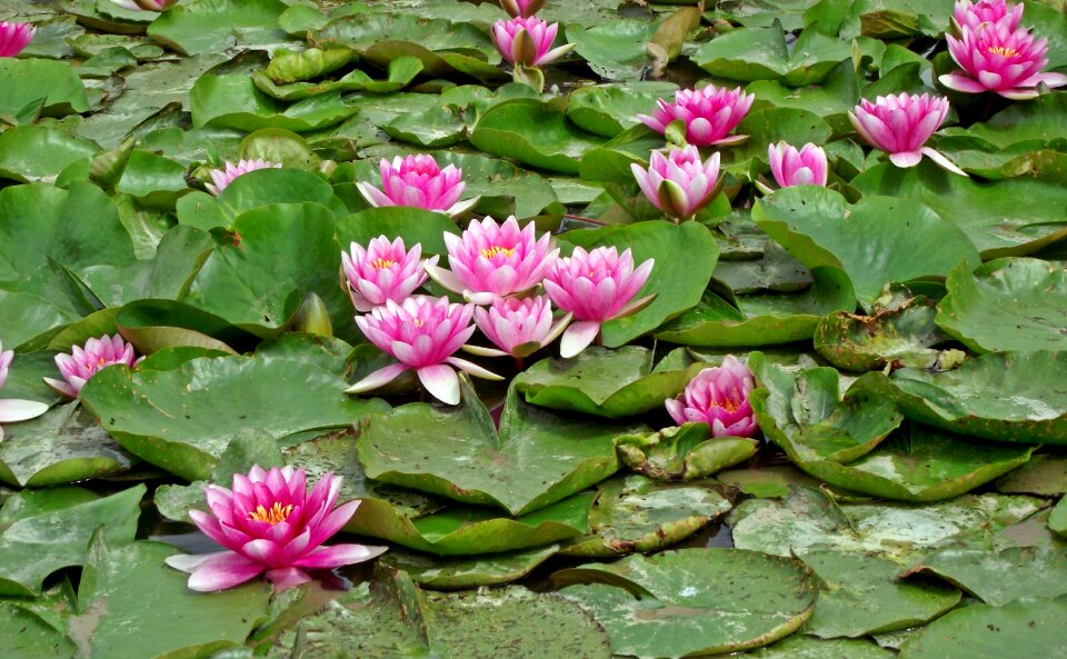 Plant leaf pond photo