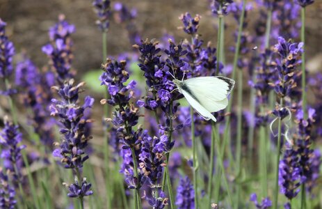 Lavender butterfly summer