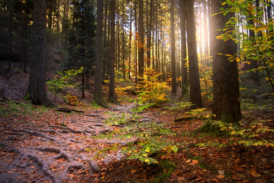 Sunbeam light morgenstimmung