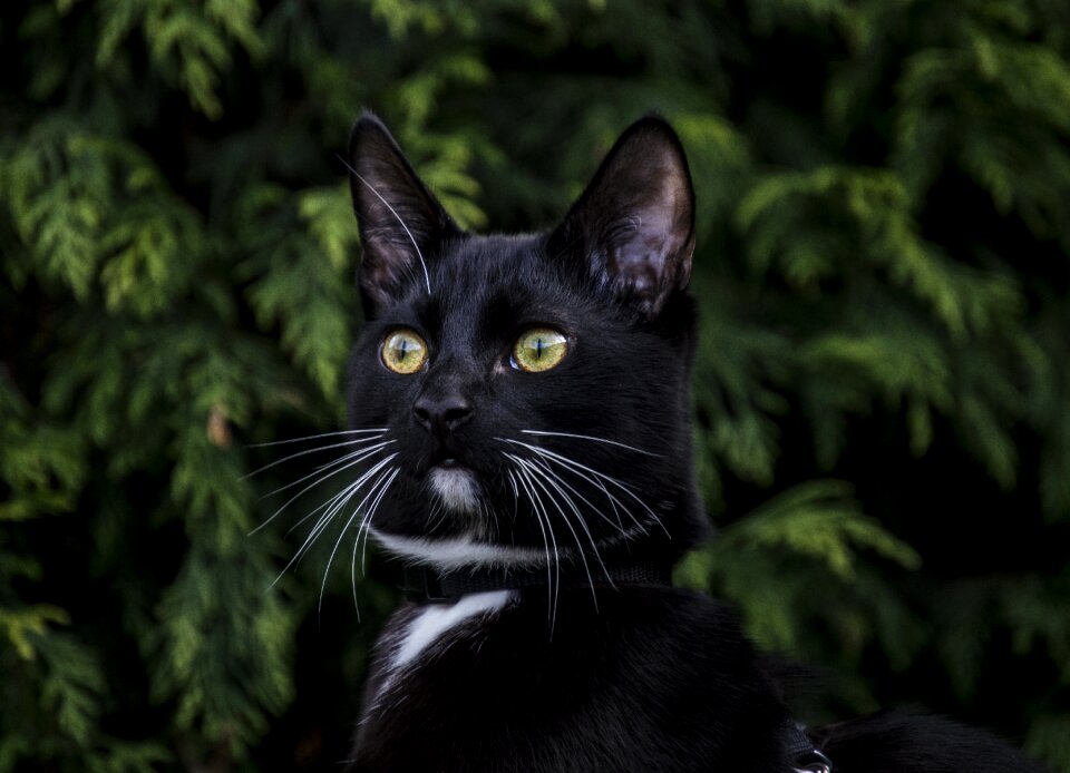 Portrait mammals pets