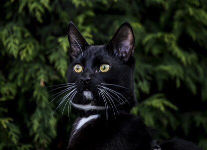 Portrait mammals pets