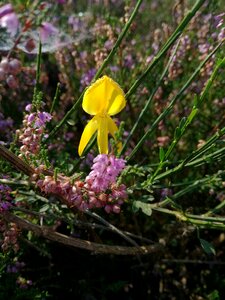 Heide gorse blossom fragrance
