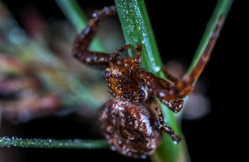 Nature spider arachnids