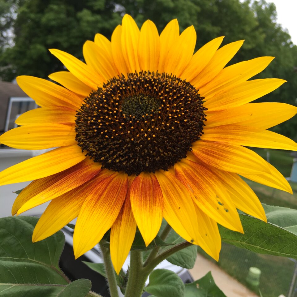 Summer nature flower