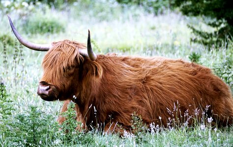 Scottish hochlandrind animal highland beef photo
