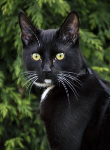 Portrait charming pets