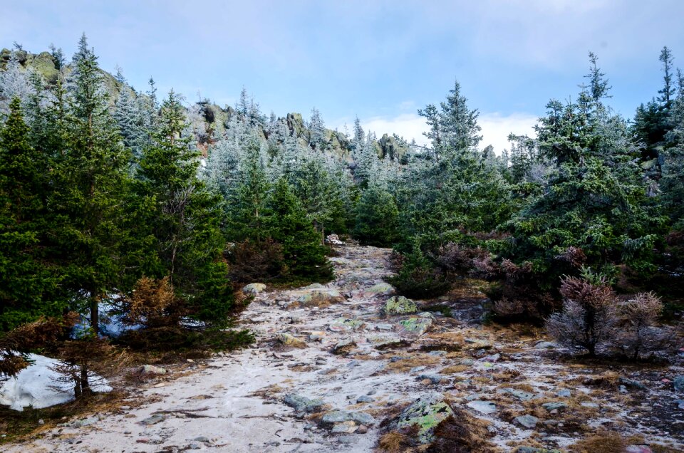 Trees woods forest photo