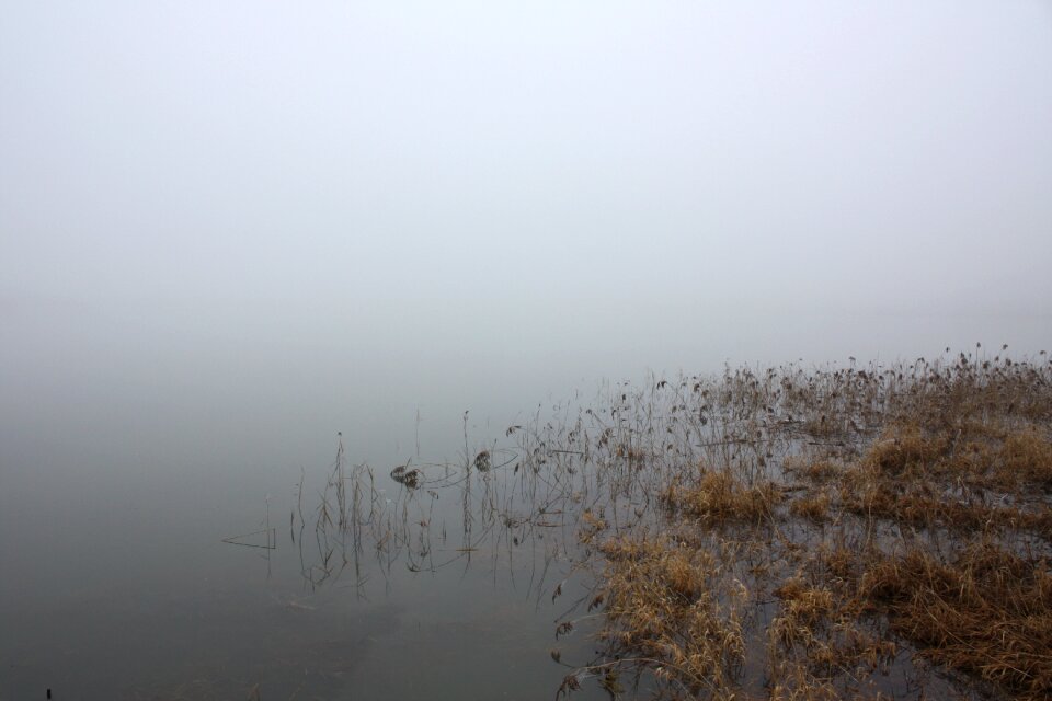 Lake nature schielf