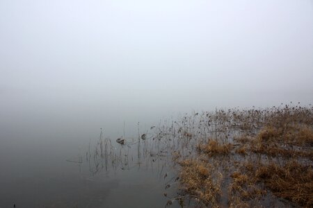 Lake nature schielf photo