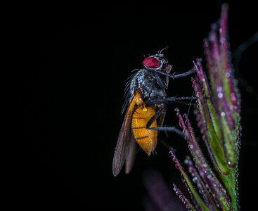 Animals nature macro