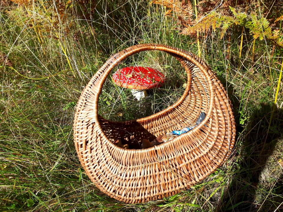 Forest collect fly agaric red