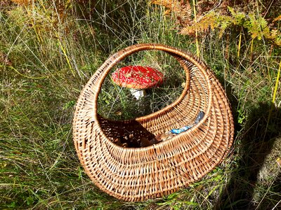 Forest collect fly agaric red photo