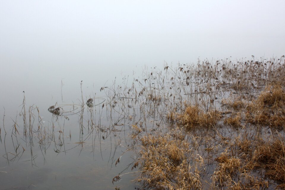 Fog grey schielf