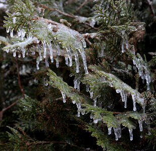 Ice winter tree photo