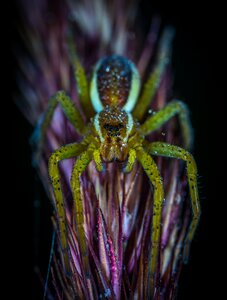 Insect nature dolomedes