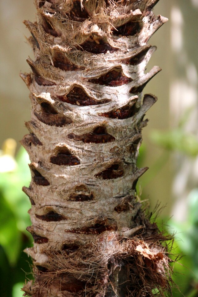 Nature plant tree