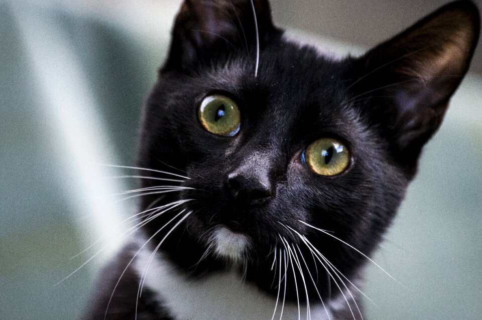 Charming portrait kitten