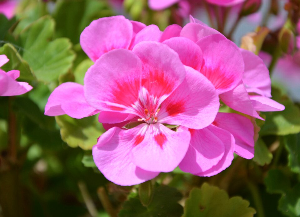 Nature garden decoration
