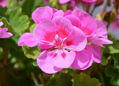 Nature garden decoration