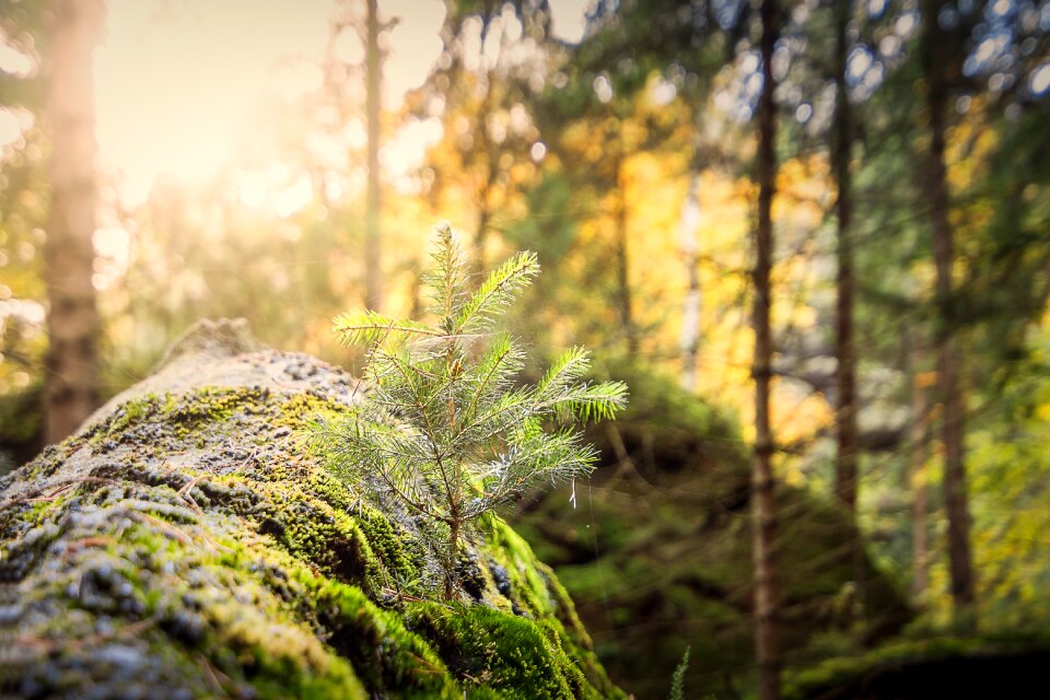 Sunbeam light morgenstimmung
