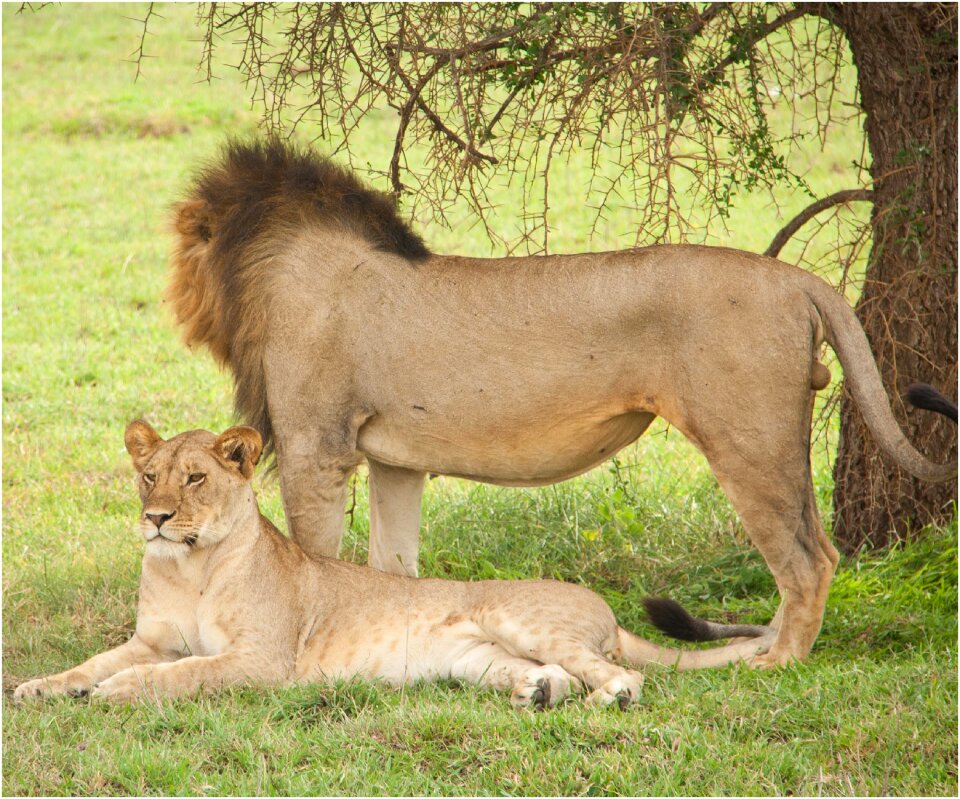 Wildlife serengeti safari photo