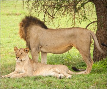 Wildlife serengeti safari photo