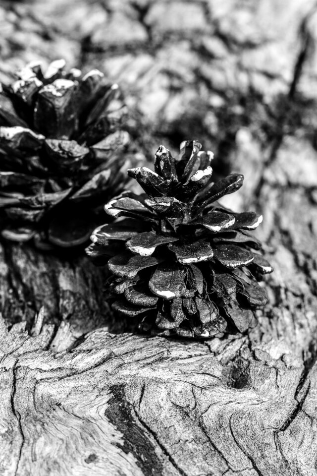 Nature macro decorative
