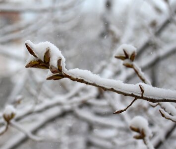 Snow tree white