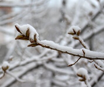 Snow tree white photo