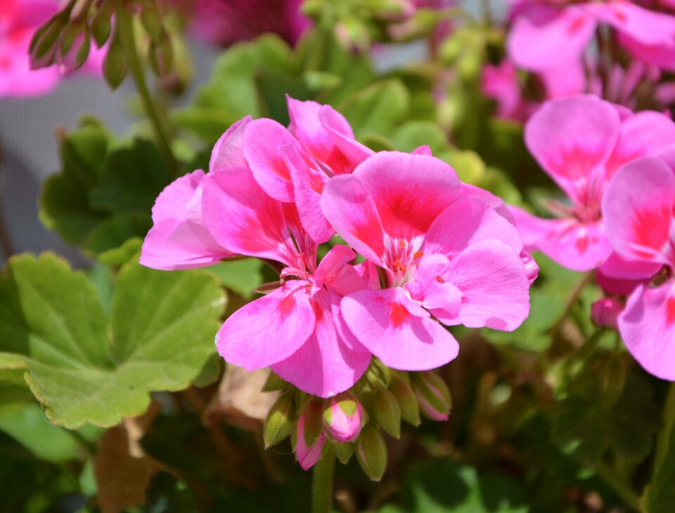 Geranium jardiniere pot