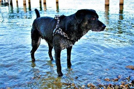 Wet dog lake water photo