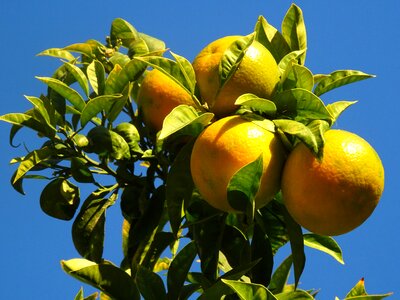 Garden autumn citrus