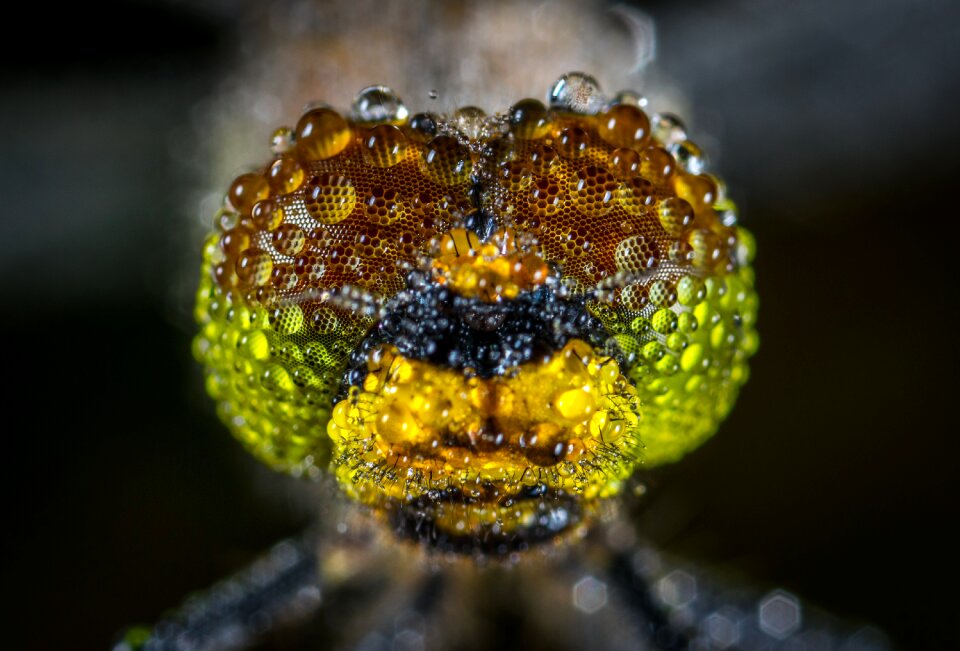Drops rosa macro