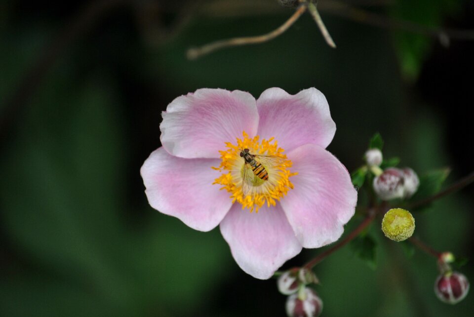 Insect close up flower photo