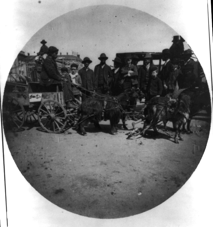 Cart drawn by 4 goats, Washington, D.C. LCCN2007678679