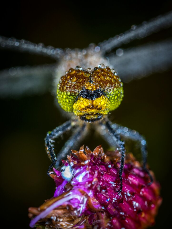 Outdoors no one dragonfly