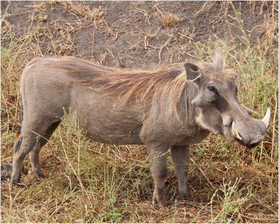 Wildlife serengeti safari