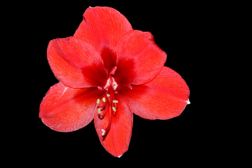 Bloom flower nature