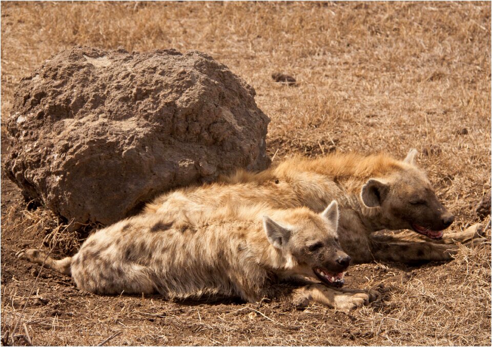 Wildlife serengeti safari