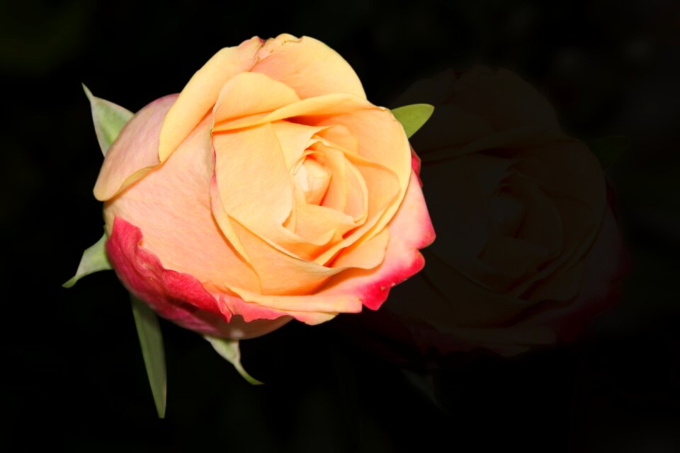Rose petal love