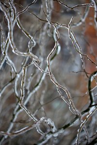 Ice winter tree photo