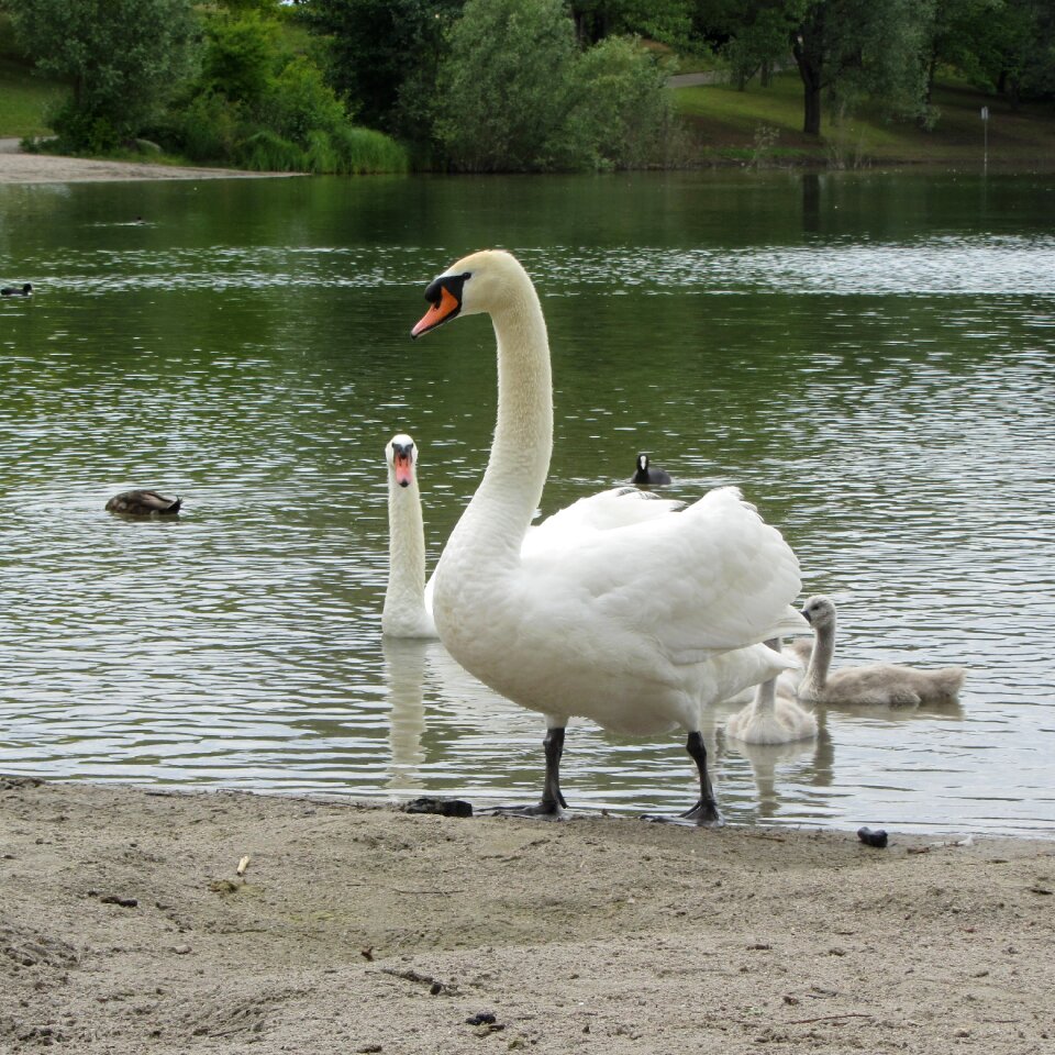 Animal waterfowl swim