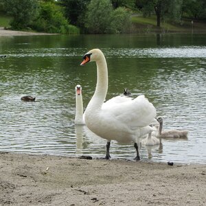 Animal waterfowl swim