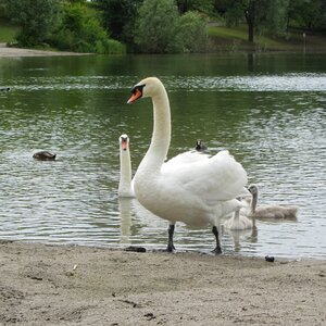 Animal waterfowl swim photo