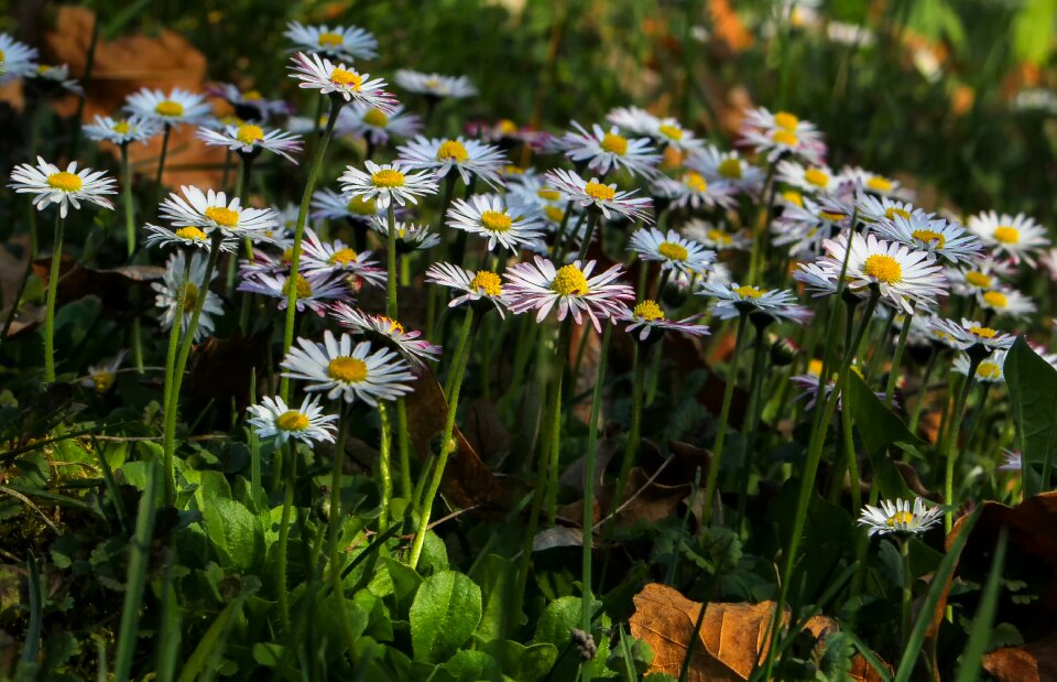 Field meadow marie flower