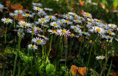 Field meadow marie flower photo